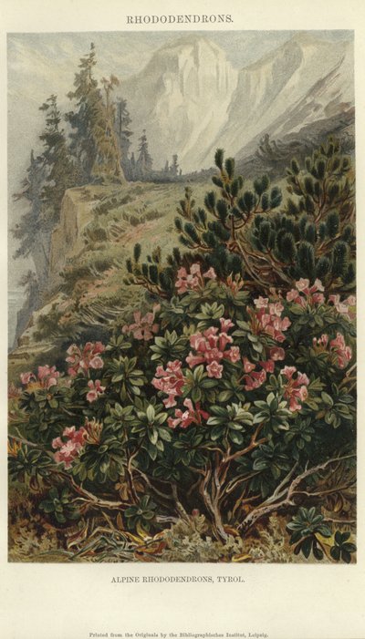 Rhododendrons alpins - German School