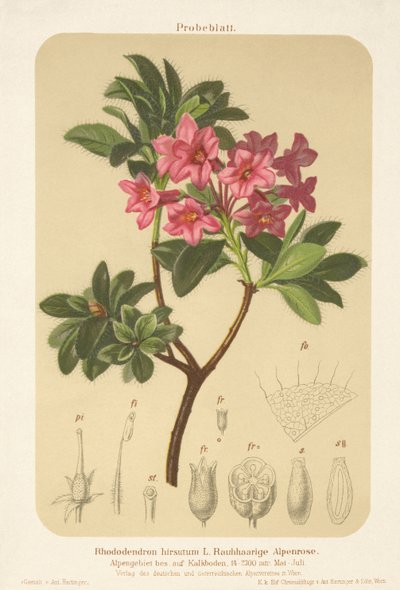 Rose alpine (Rhododendron hirsutum) - German School