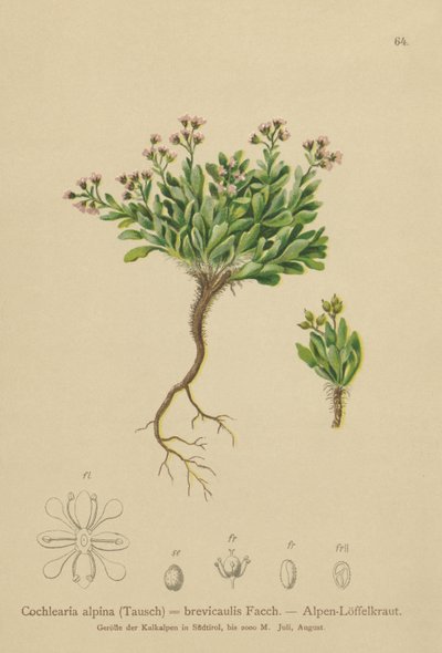 Cochléaire des Alpes (Cochlearia alpina, Cochlearia brevicaulis) - German School