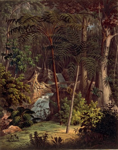 Forêt amazonienne, table XXVII de 