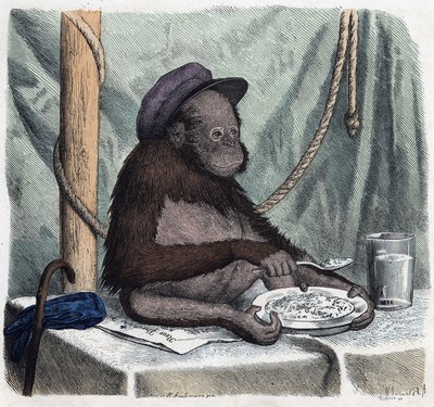 Un orang-outan éduqué mange du riz avec une cuillère. Dans "Wenn Jemand eine Reise thut, so kann er was erzählen" (Quand quelqu