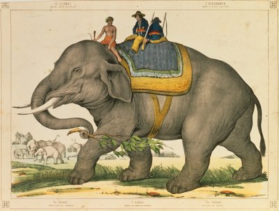 Un éléphant utilisé pour chasser ses semblables, feuille illustrée publiée par Joseph Scholz, Mayence, vers 1860 - German School