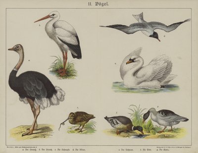 Animaux - German School