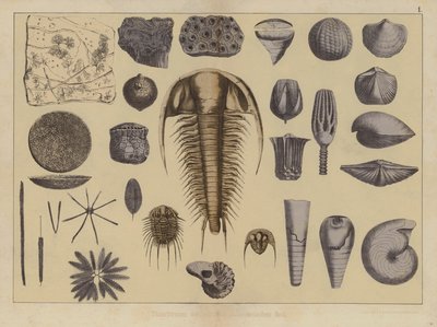 Animaux de l