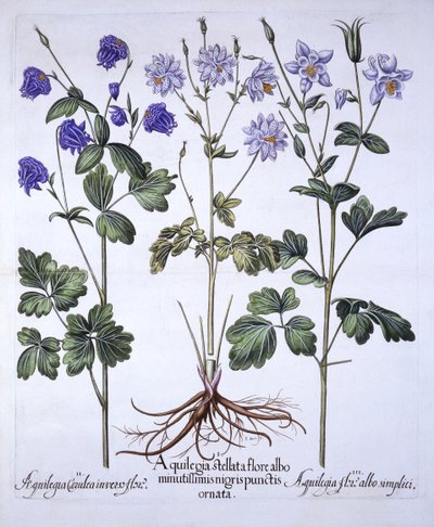 Ancolie, de Hortus Eystettensis, par Basil Besler, pub. 1613 - German School