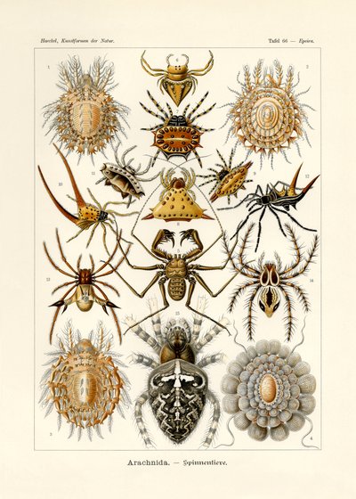 Arachnida - German School