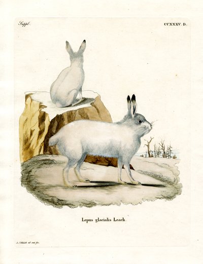 Lièvre arctique - German School