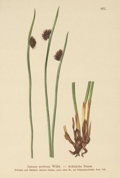 Joncs arctiques - German School