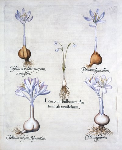 Autumn Snowflake et Meadow Saffrons, de Hortus Eystettensis, par Basil Besler, pub. 1613 - German School