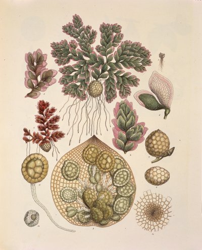 Azolla (fougères aquatiques), table LXXIV de 