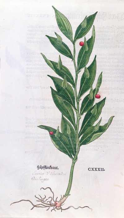 Laurier, illustration pour l