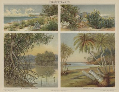 Plantes de plage - German School