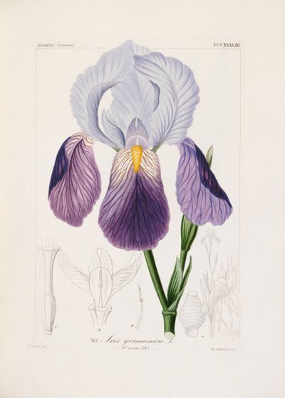 Iris barbu, gravé par Ch. Schnorr (lithographie coloriée à la main) - German School