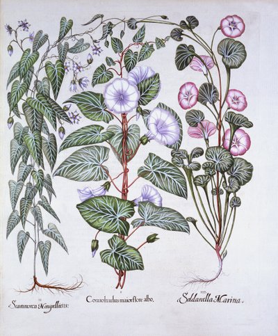 Liseron, cynoglosse et liseron de mer, de Hortus Eystettensis, par Basil Besler, pub. 1613 - German School