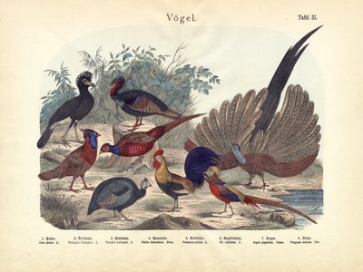 Oiseaux, vers 1860 - German School