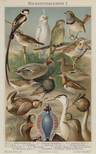 Plumage nuptial des oiseaux - German School