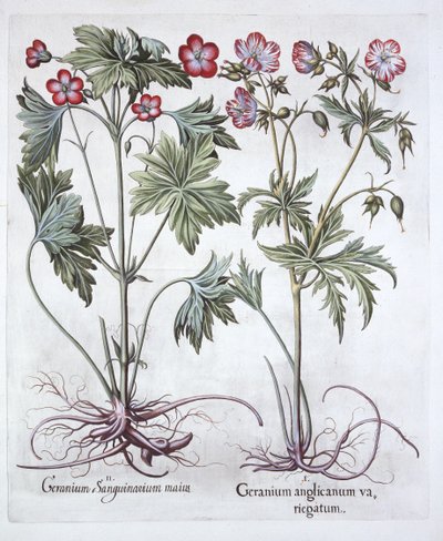 Bloody Cranesbill et Bigroot Cranesbill, de Hortus Eystettensis, par Basil Besler, pub. 1613 - German School