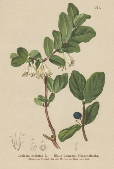 Chèvrefeuille bleu (Lonicera caerulea, Lonicera coerulea) - German School