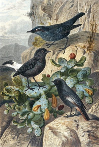 Merle bleu, traquet noir et rougequeue, planche de "Brehms Tierleben : Connaissance générale du règne animal", vol 4, p. 57, publié par Bibliographisches Institut - German School