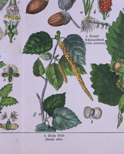 Branche de bouleau argenté, d