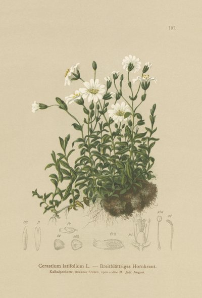 Oreille de souris à larges feuilles (Cerastium latifolium) - German School