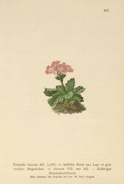 Primevère à larges feuilles - German School