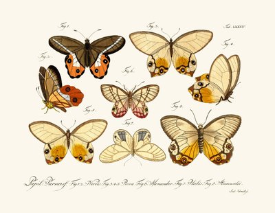 Papillons - German School