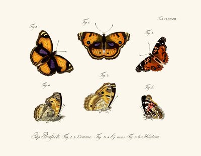 Papillons - German School
