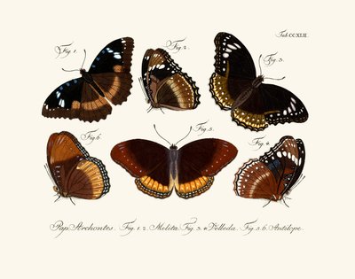 Papillons - German School