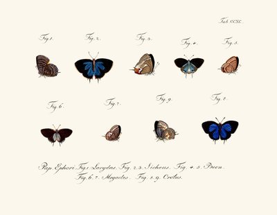 Papillons - German School
