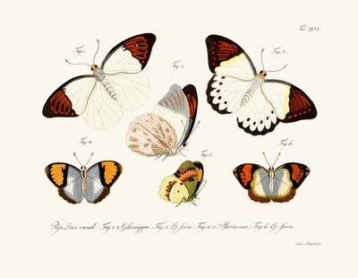 Papillons - German School