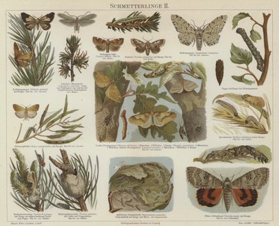 Papillons et mites - German School