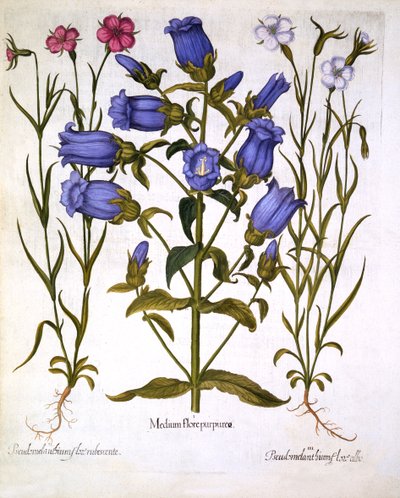 Canterbury Bells et Corn Cockles, de Hortus Eystettensis, par Basil Besler, pub. 1613 - German School