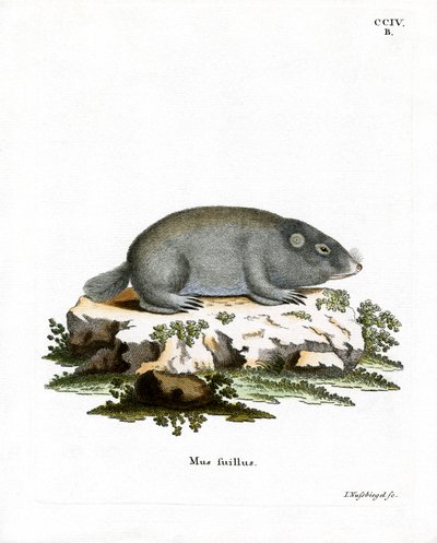 Rat-taupe du Cap - German School
