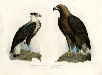 Caracara, 1864 - German School