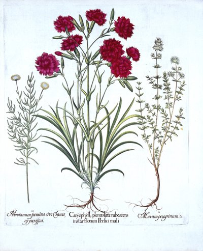 Carnation, Cat Thyme et Common Lavender Cotton, de Hortus Eystettensis, par Basil Besler, pub. 1613 - German School