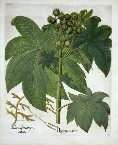 Castor Oil Plant, de Hortus Eystettensis, par Basil Besler, pub. 1613 - German School