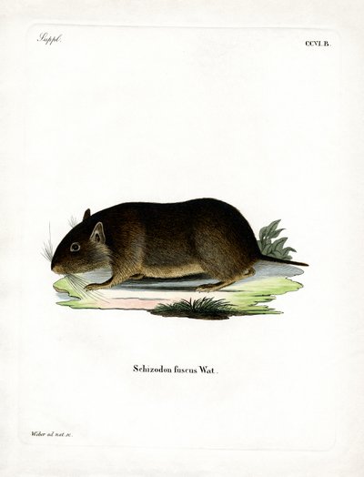 Rat des rochers chilien - German School