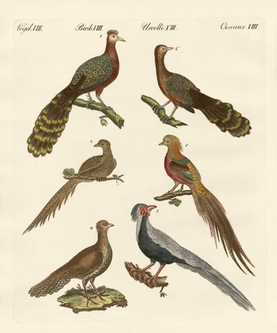 Oiseaux chinois - German School