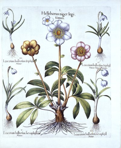 Christmas Rose et Snowdrop Variations, de Hortus Eystettensis, par Basil Besler, pub. 1613 - German School