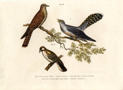 Coucou gris, 1864 - German School