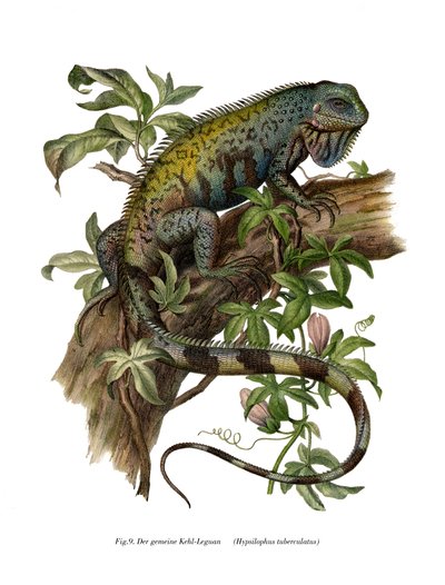Iguane commun - German School