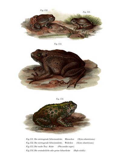 Crapaud accoucheur commun - German School