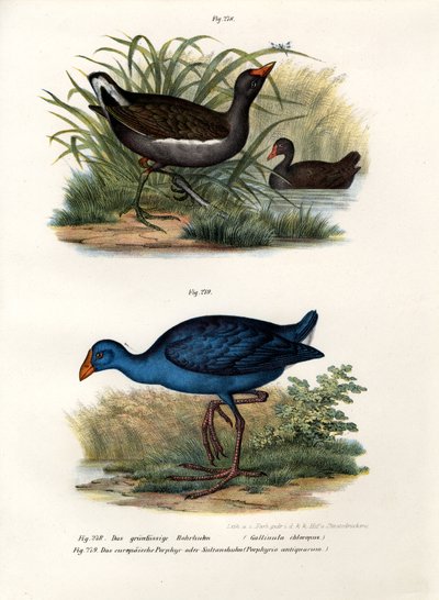 Gallinule poule-d