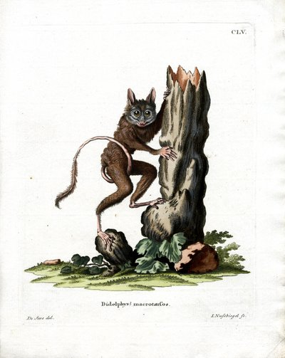 Opossum souris commun - German School