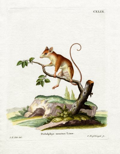 Opossum souris commun - German School