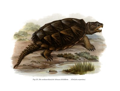 Tortue serpentine commune - German School