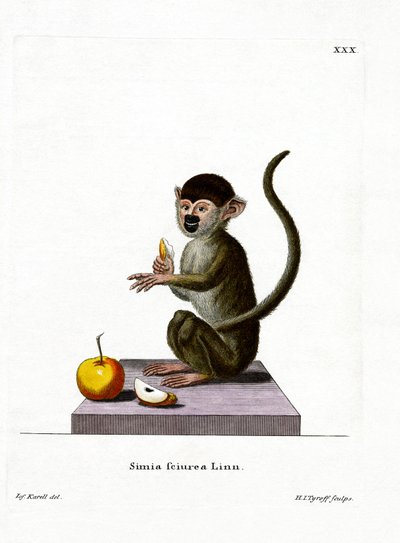 Singe écureuil commun - German School