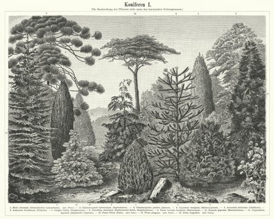 Arbres conifères - German School