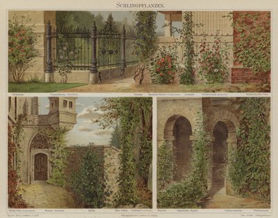 Plantes rampantes et grimpantes - German School